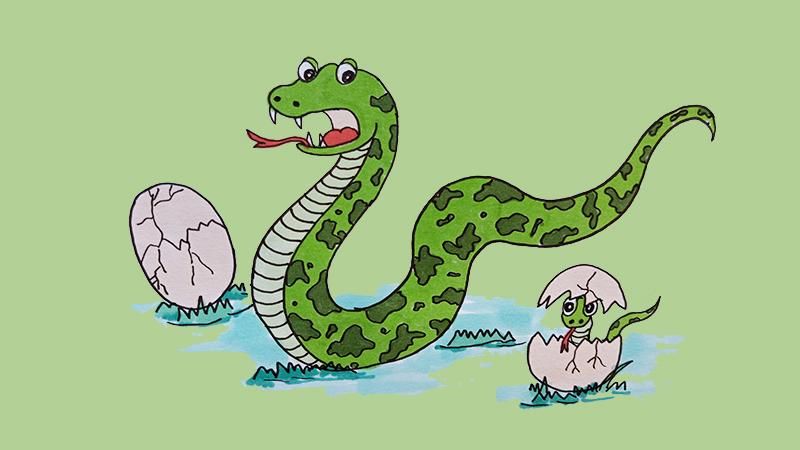 生肖探秘：东张西望比喻形容什么生肖动物，谜底最佳成语释义